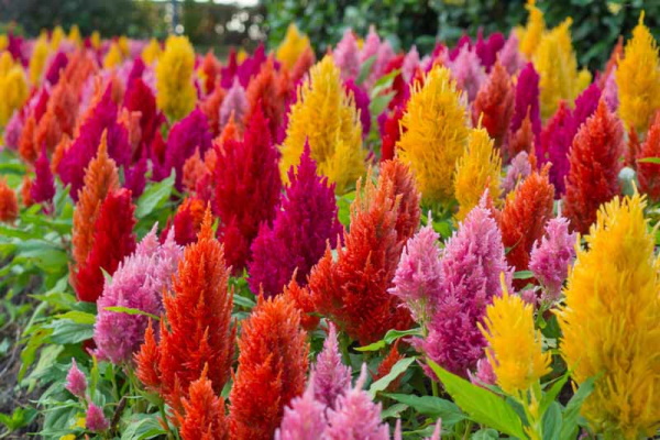 Sträuße aus getrockneten Blumen. Fotos, DIY-Kompositionen für Anfänger