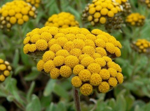 Sträuße aus getrockneten Blumen. Fotos, DIY-Kompositionen für Anfänger