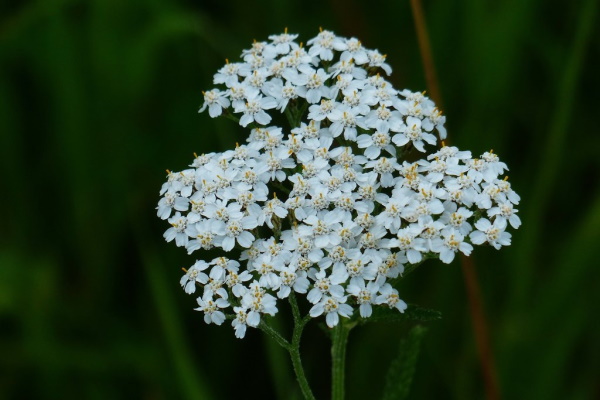 Sträuße aus getrockneten Blumen. Fotos, DIY-Kompositionen für Anfänger