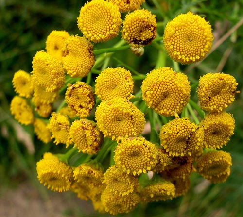 Sträuße aus getrockneten Blumen. Fotos, DIY-Kompositionen für Anfänger