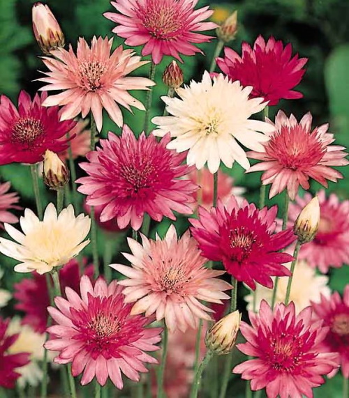 Sträuße aus getrockneten Blumen. Fotos, DIY-Kompositionen für Anfänger