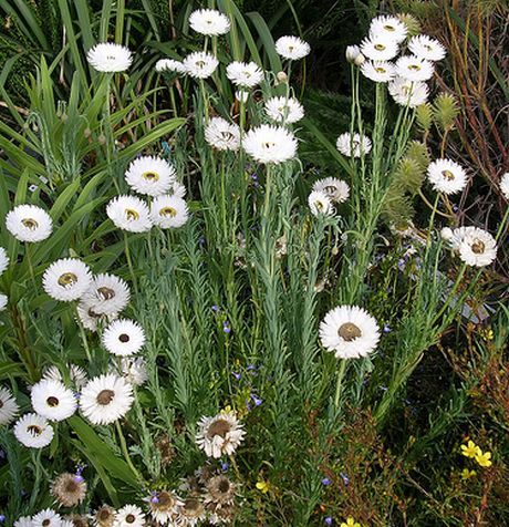 Sträuße aus getrockneten Blumen. Fotos, DIY-Kompositionen für Anfänger