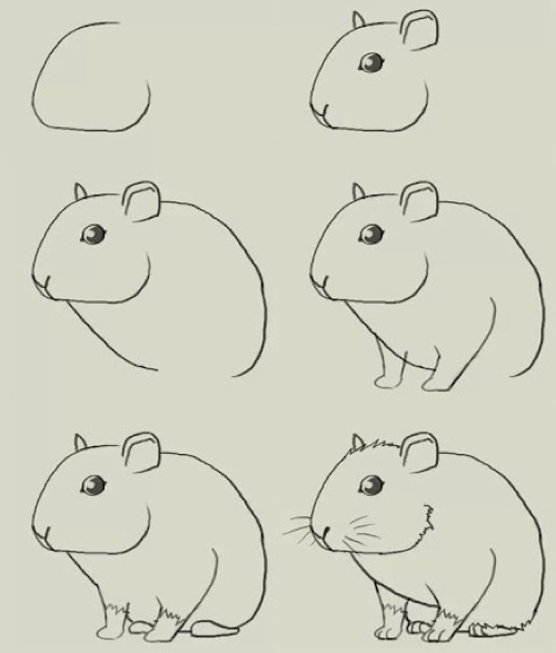 Hamster zeichnen für Kinder Schritt für Schritt mit einem Bleistift