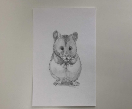 Hamster zeichnen für Kinder Schritt für Schritt mit einem Bleistift