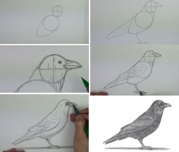 Krähe zeichnen für Kinder mit Bleistift Schritt für Schritt