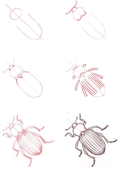 Käfer - Schritt für Schritt zeichnen für Kinder mit Bleistift