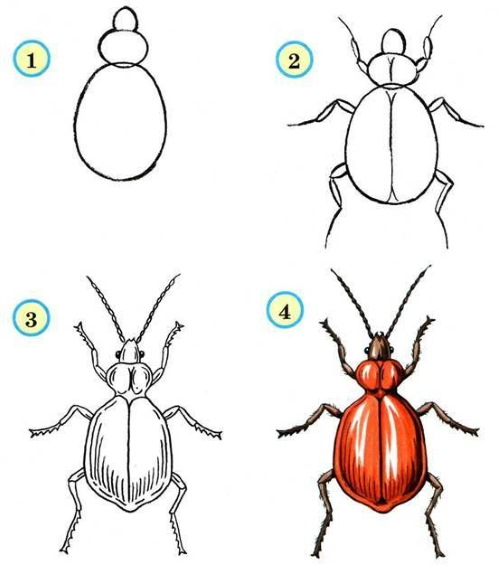 Käfer - Schritt für Schritt zeichnen für Kinder mit Bleistift