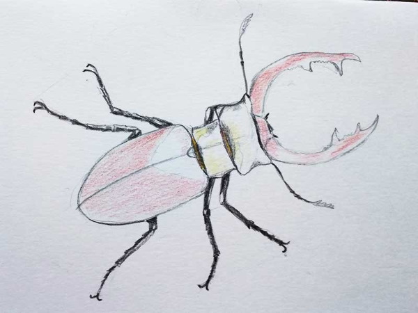 Käfer - Schritt für Schritt zeichnen für Kinder mit Bleistift