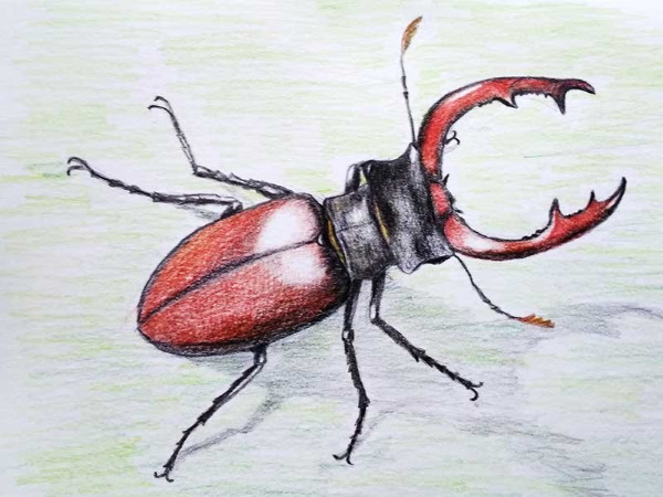 Käfer - Schritt für Schritt zeichnen für Kinder mit Bleistift