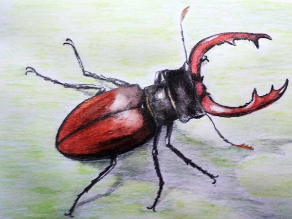 Käfer - Schritt für Schritt zeichnen für Kinder mit Bleistift