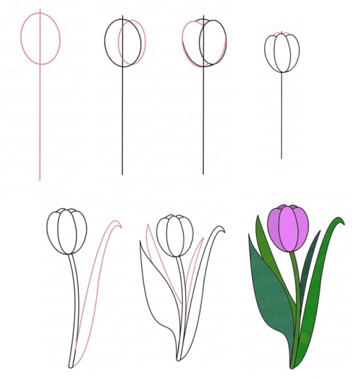 Tulpenzeichnung mit Bleistift – einfach Schritt für Schritt für Anfänger