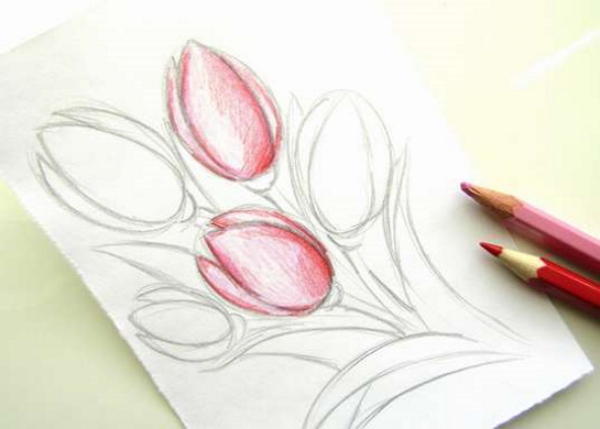 Tulpenzeichnung mit Bleistift – einfach Schritt für Schritt für Anfänger