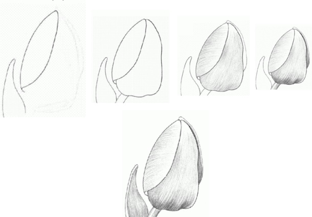 Tulpenzeichnung mit Bleistift – einfach Schritt für Schritt für Anfänger