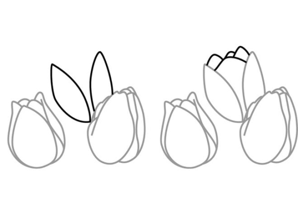 Tulpenzeichnung mit Bleistift – einfach Schritt für Schritt für Anfänger