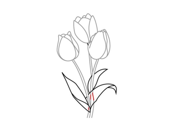 Tulpenzeichnung mit Bleistift – einfach Schritt für Schritt für Anfänger