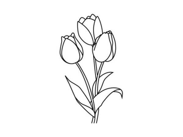 Tulpenzeichnung mit Bleistift – einfach Schritt für Schritt für Anfänger