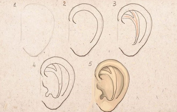 Orecchio - disegno passo dopo passo per bambini con matita