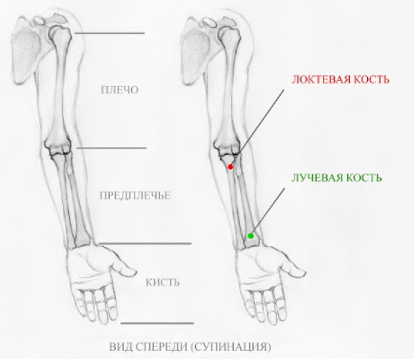 Handanatomie für Anfänger: Schritt-für-Schritt-Zeichnen. Bau abgeschlossen