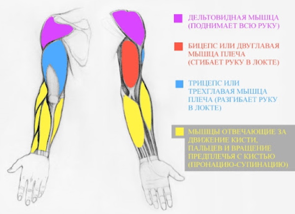 Handanatomie für Anfänger: Schritt-für-Schritt-Zeichnen. Bau abgeschlossen