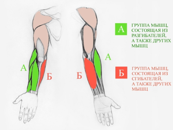 Handanatomie für Anfänger: Schritt-für-Schritt-Zeichnen. Bau abgeschlossen