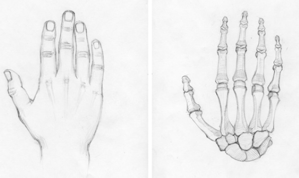 Handanatomie für Anfänger: Schritt-für-Schritt-Zeichnen. Bau abgeschlossen