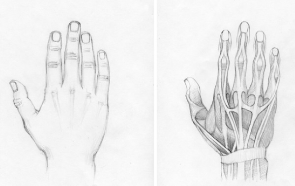 Handanatomie für Anfänger: Schritt-für-Schritt-Zeichnen. Bau abgeschlossen