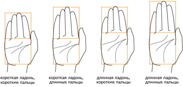 Handanatomie für Anfänger: Schritt-für-Schritt-Zeichnen. Bau abgeschlossen