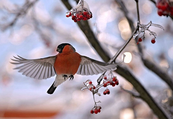 Zeichnung eines Gimpels für Kinder mit einem Bleistift, malt Schritt für Schritt auf einem Ebereschenzweig, im Winter, mit einem Vogelhäuschen