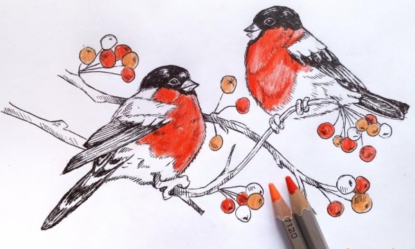 Zeichnung eines Gimpels für Kinder mit einem Bleistift, malt Schritt für Schritt auf einem Ebereschenzweig, im Winter, mit einem Vogelhäuschen