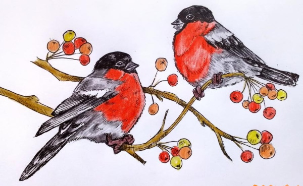 Zeichnung eines Gimpels für Kinder mit einem Bleistift, malt Schritt für Schritt auf einem Ebereschenzweig, im Winter, mit einem Vogelhäuschen