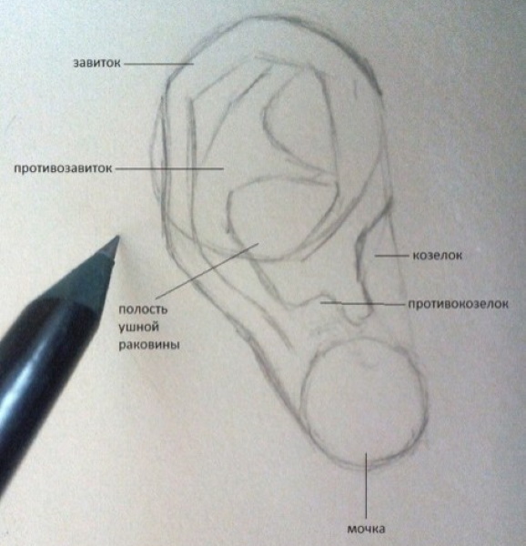 Orecchio - disegno passo dopo passo per bambini con matita