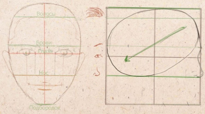 Proportionen eines menschlichen Gesichts zum Zeichnen eines Porträts mit einem Bleistift. Schema