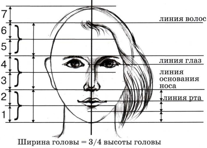 Proportionen eines menschlichen Gesichts zum Zeichnen eines Porträts mit einem Bleistift. Schema