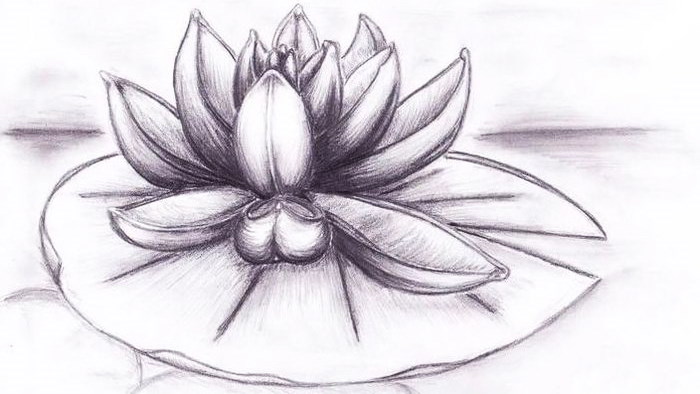 Zeichnung einer Lotusblume mit Bleistift, Aquarell, Gouache