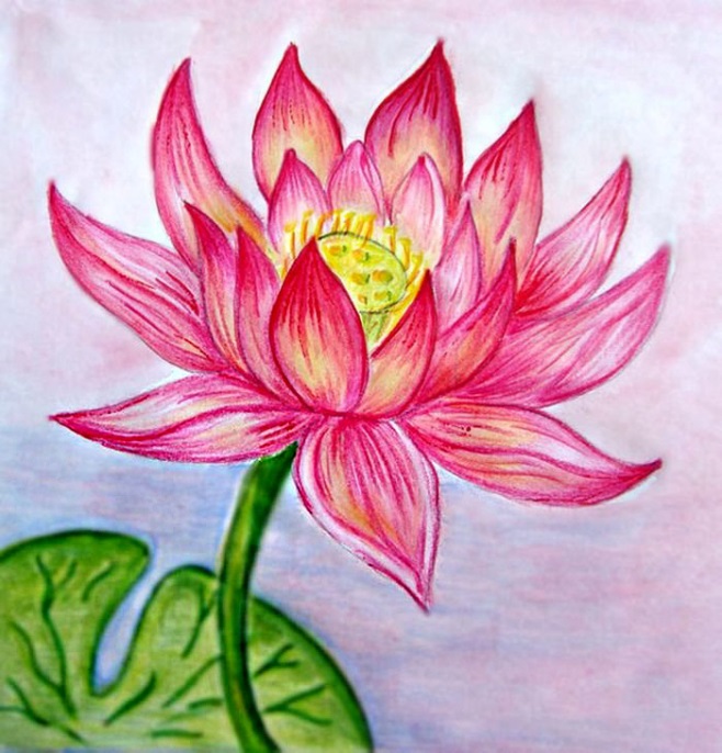 Zeichnung einer Lotusblume mit Bleistift, Aquarell, Gouache