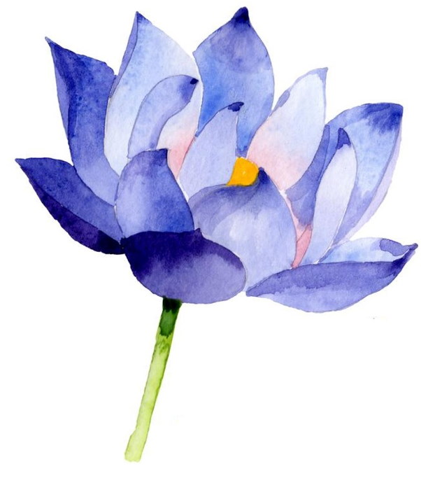 Zeichnung einer Lotusblume mit Bleistift, Aquarell, Gouache
