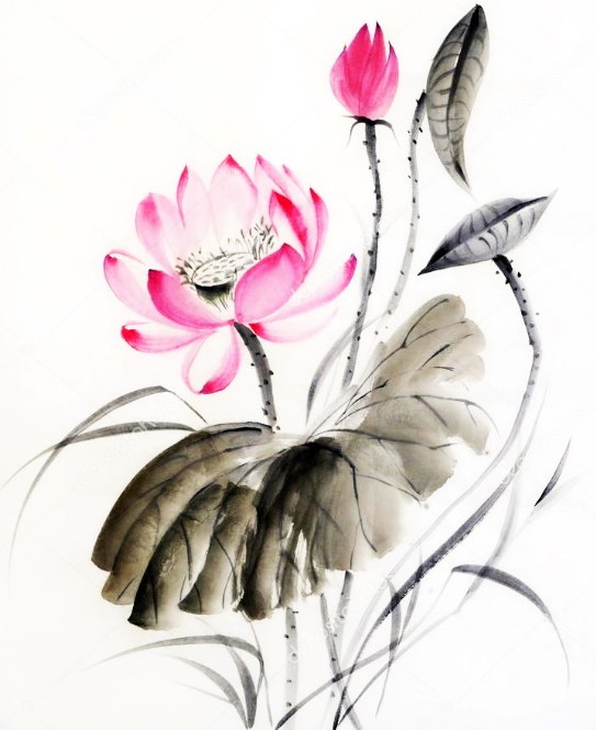 Zeichnung einer Lotusblume mit Bleistift, Aquarell, Gouache