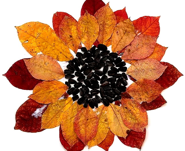 Applikation mit Herbstblättern. Sonnenblume