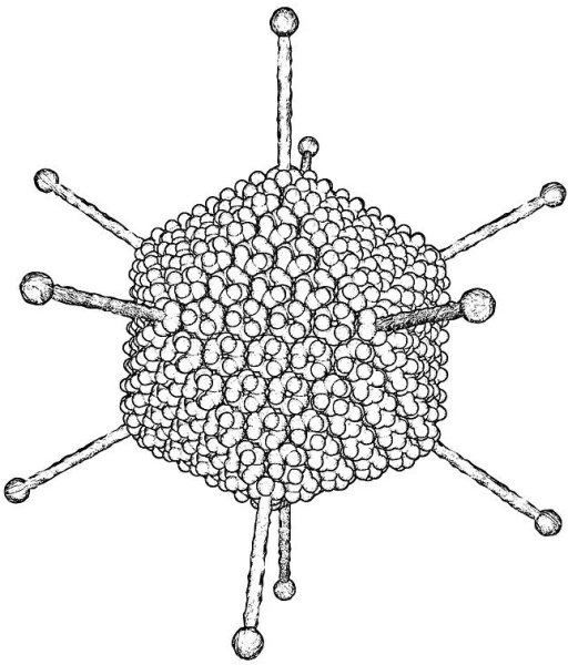 Zeichenvirus. Wie man Schritt für Schritt mit einem Bleistift für Anfänger zeichnet