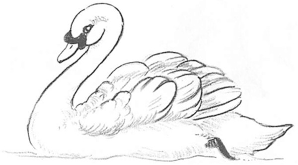 Wie man einen Schwan mit einem Bleistift für Kinder Schritt für Schritt zeichnet