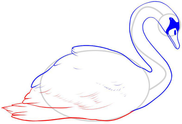 Wie man einen Schwan mit einem Bleistift für Kinder Schritt für Schritt zeichnet