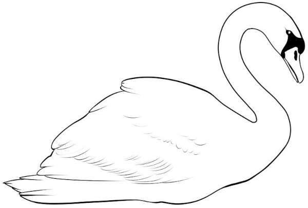 Wie man einen Schwan mit einem Bleistift für Kinder Schritt für Schritt zeichnet
