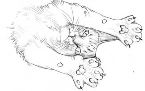 Zeichnung einer Katzenpfote. Einfaches Bleistift-Nachzeichnen für Kinder
