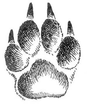 Zeichnung einer Katzenpfote. Einfaches Bleistift-Nachzeichnen für Kinder