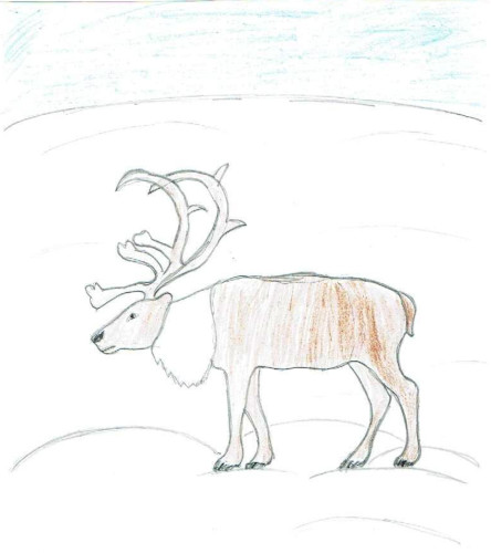 Tundra-Zeichnung für Kinder der 4. Klasse Die Welt um uns herum