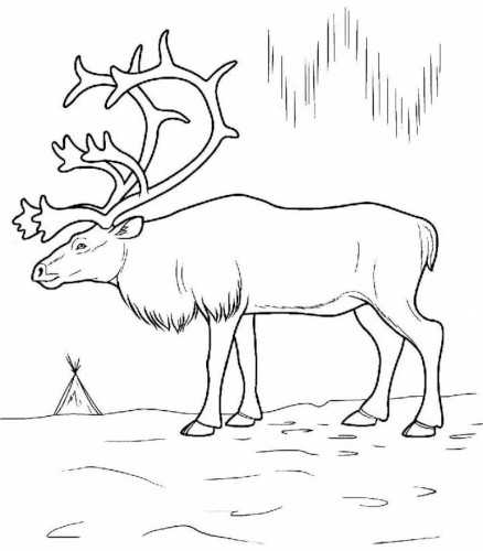 Tundra-Zeichnung für Kinder der 4. Klasse Die Welt um uns herum