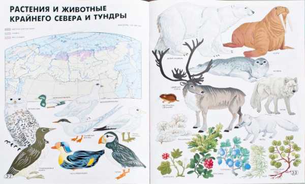 Tundra-Zeichnung für Kinder der 4. Klasse Die Welt um uns herum