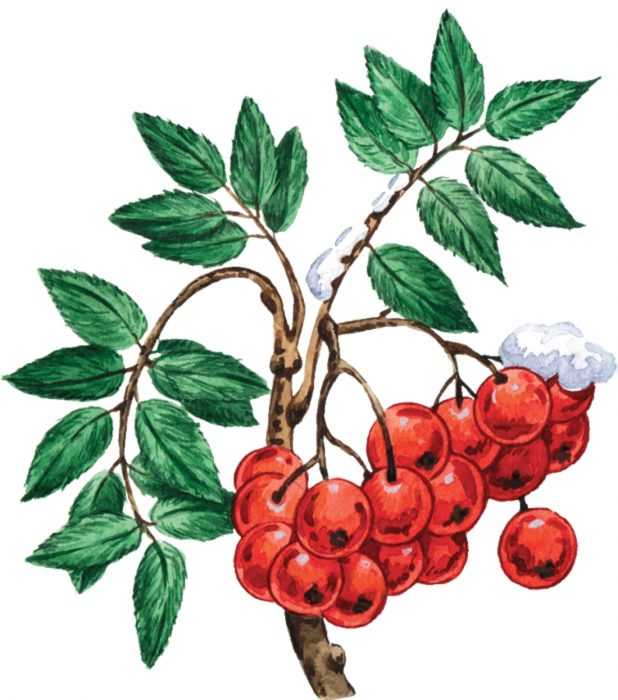 Immagini di viburno per bambini 80 disegni