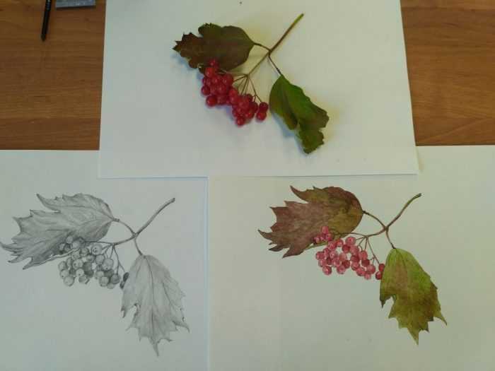 Immagini di viburno per bambini 80 disegni