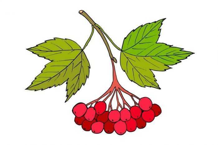 Immagini di viburno per bambini 80 disegni